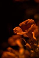 Trumpet_Vine_after_dark_-_Bignoniaceae.jpg